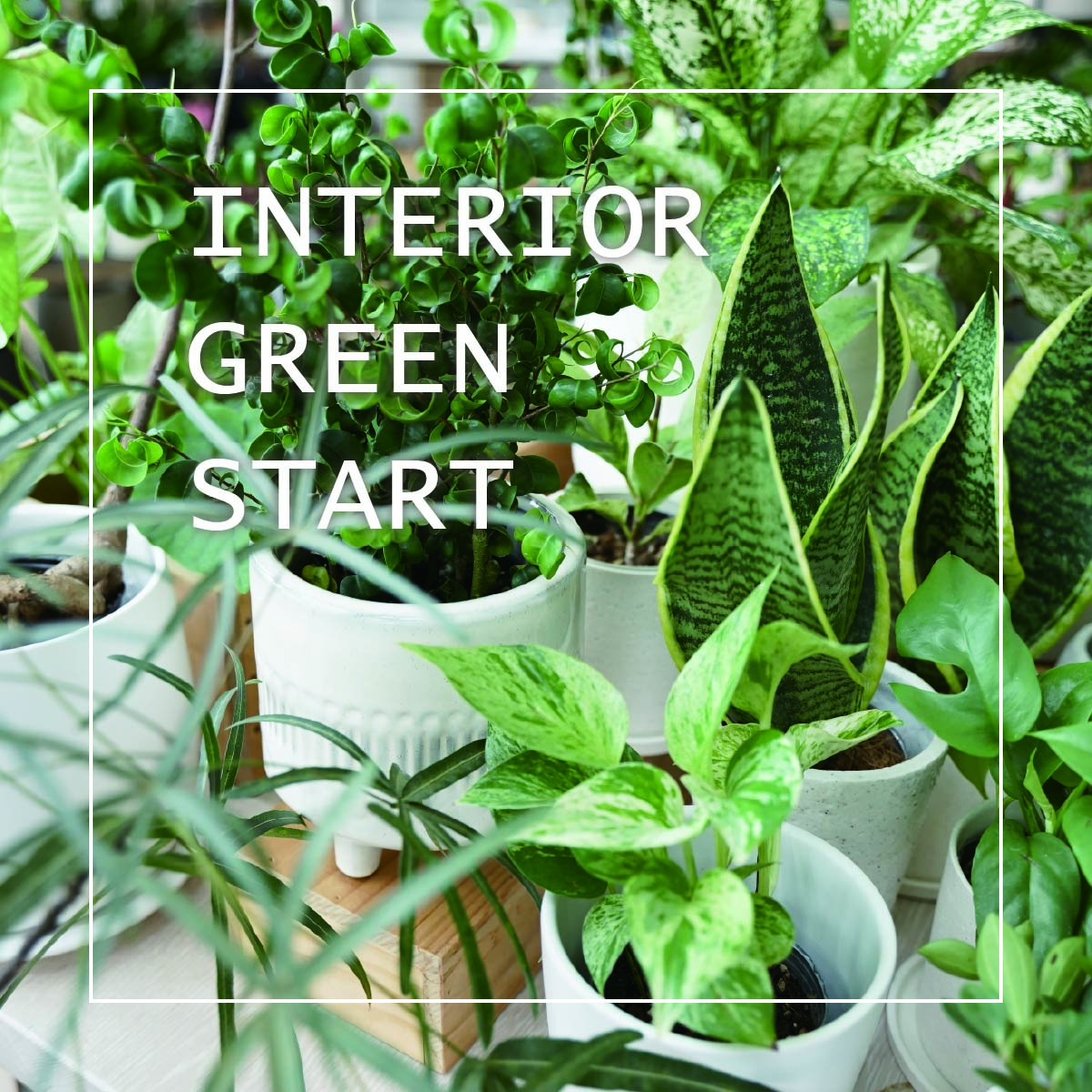 ｜2025 Spring＆Summer｜暮らしに INTERIOR GREEN を。